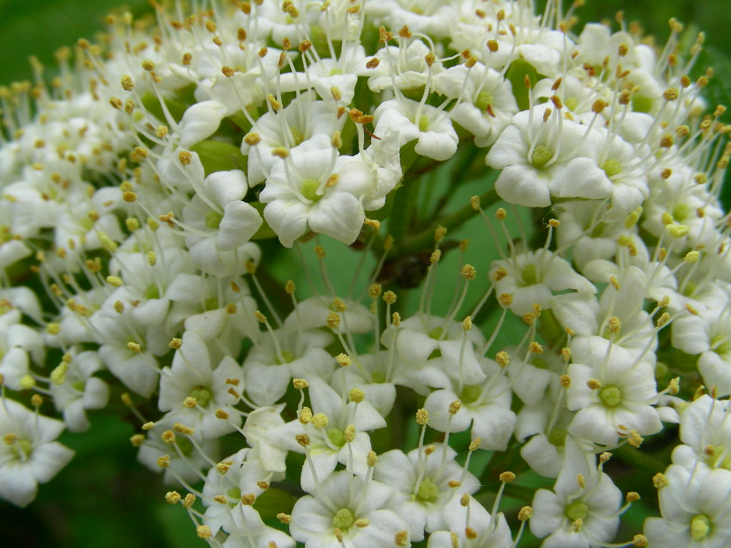 Viburnum lantana ...